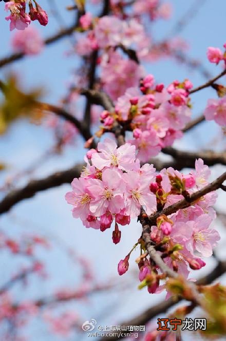 樱花樱花想见你罗马音_塔罗牌占卜在线占卜_樱花占卜