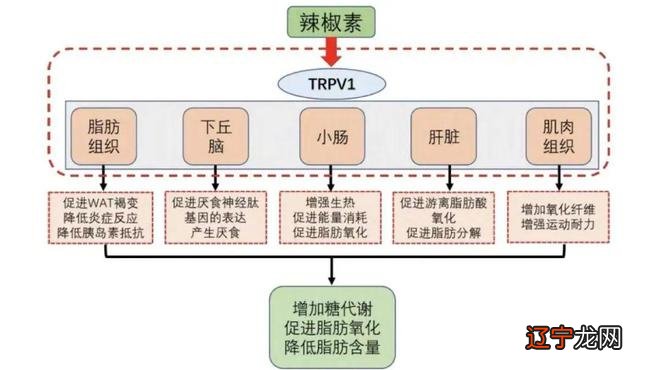 脂肪燃烧减肥_燃烧脂肪靶点被发现_怎么让脂肪燃烧