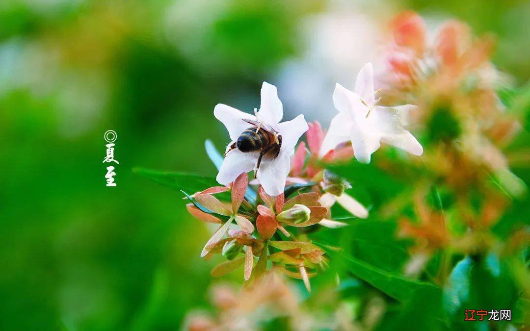 夏至是什么时候_夏至短信_夏至是几月几日