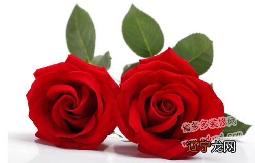 戴安娜玫瑰和香槟玫瑰_玫瑰玫瑰我爱你歌词_19朵玫瑰