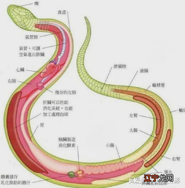 蟒蛇吞人_蟒蛇吞人纪录片_同学们参加团体操表演,8人一队少1人,