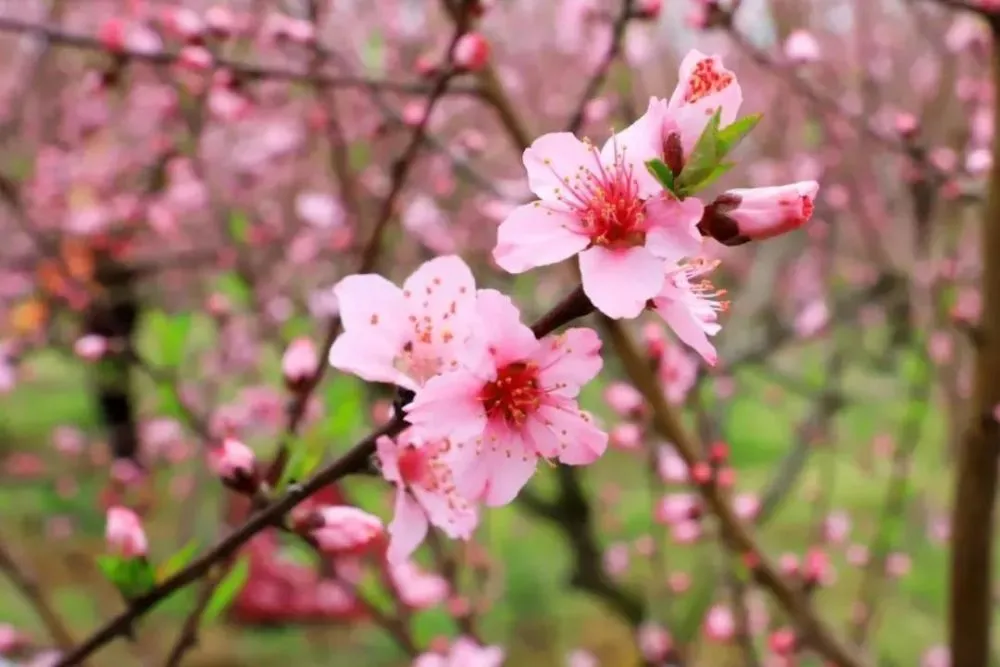 都江堰清明放水节门票_都江堰清明放水节图片_清明节放几天假