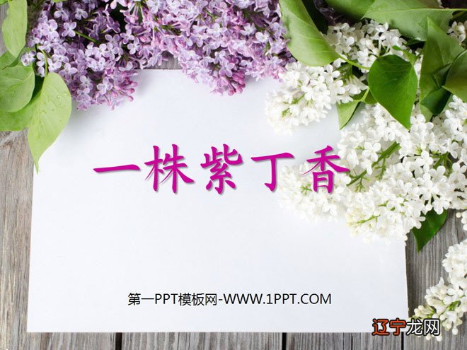 丁香花背后的故事_花生炒丁香_爱的故事上集背后故事