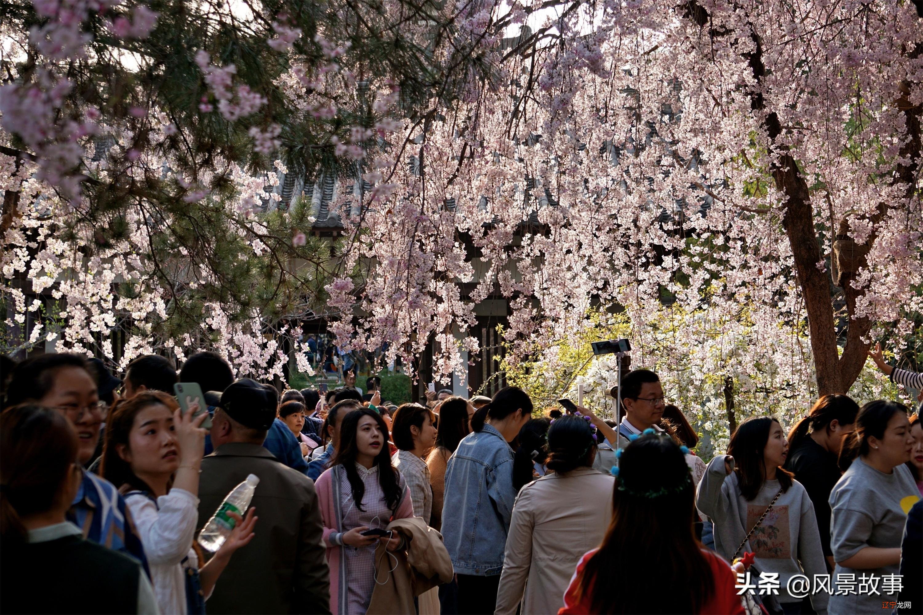 西安最美赏花景点地位高，是日本人的圣寺，清明小长假打卡别错过