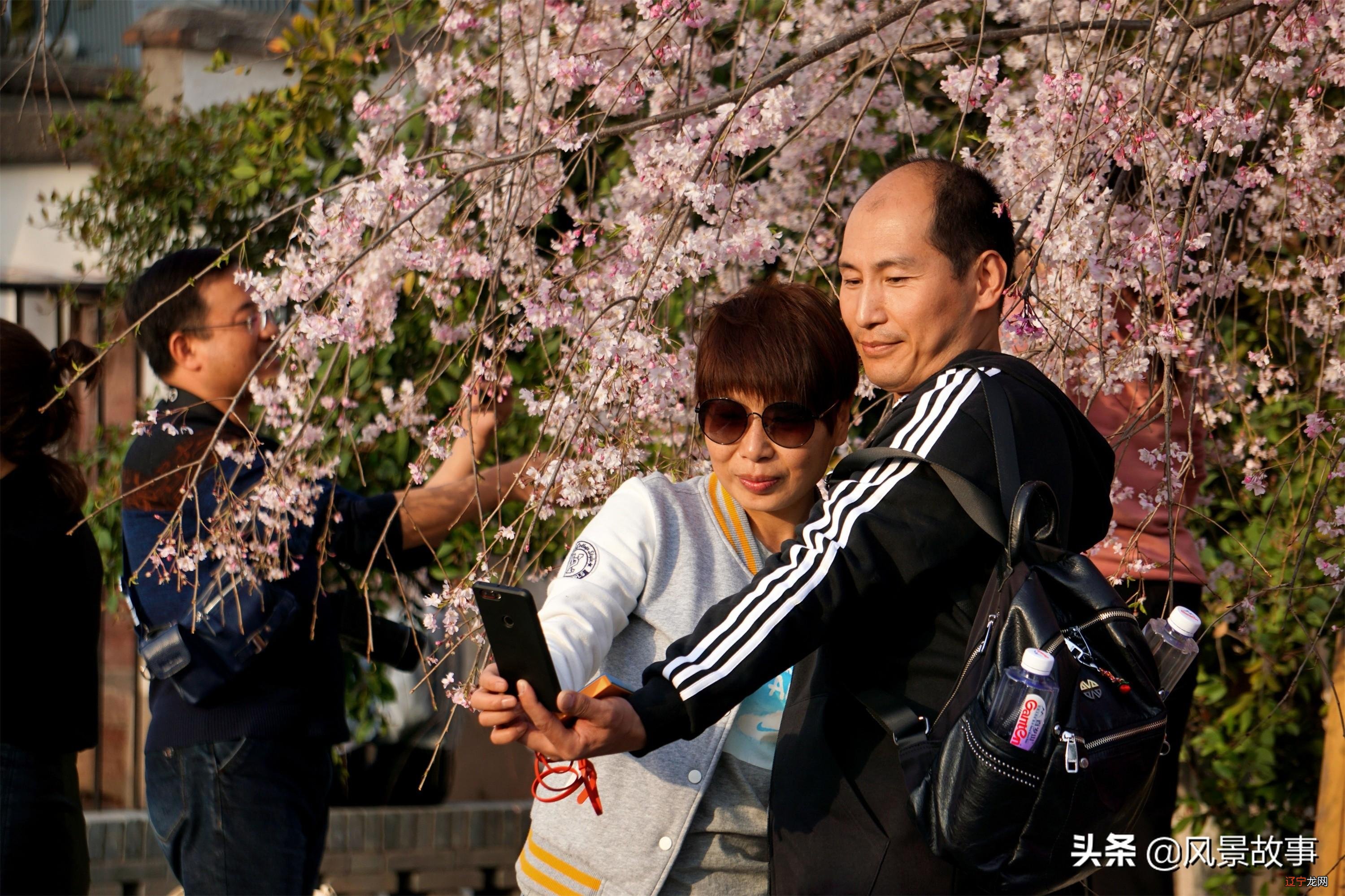 西安最美赏花景点地位高，是日本人的圣寺，清明小长假打卡别错过