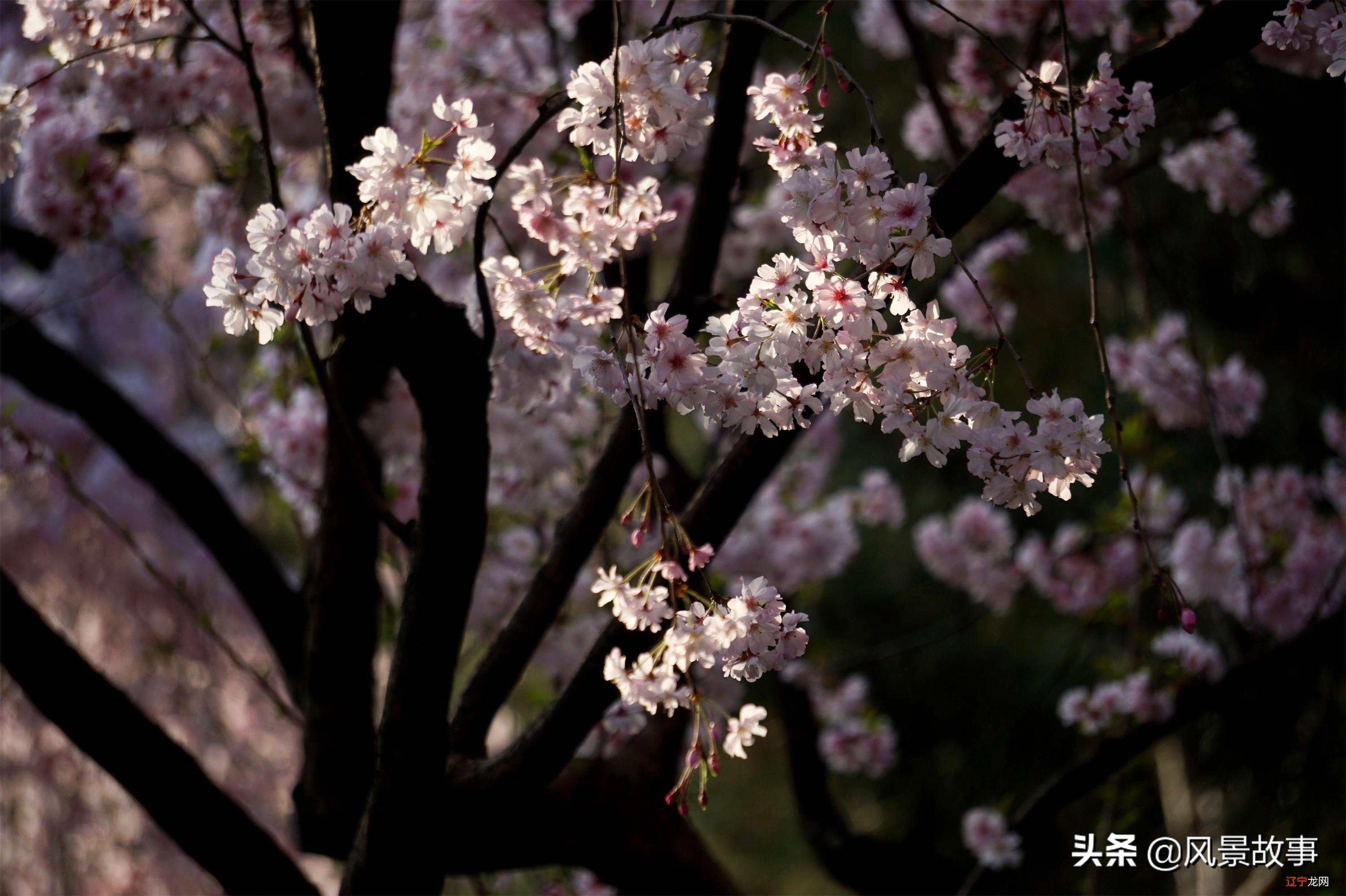 西安最美赏花景点地位高，是日本人的圣寺，清明小长假打卡别错过