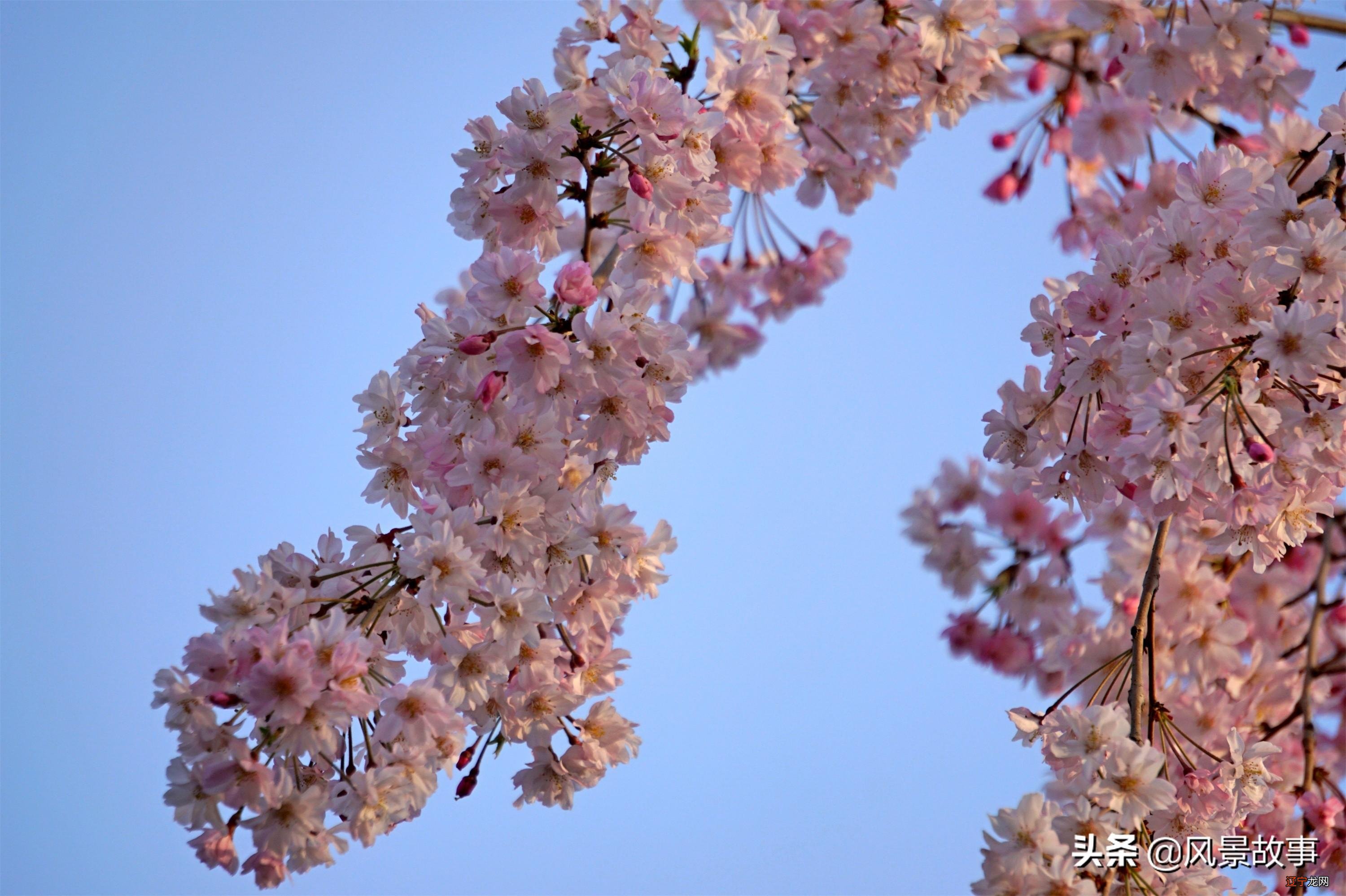 西安最美赏花景点地位高，是日本人的圣寺，清明小长假打卡别错过