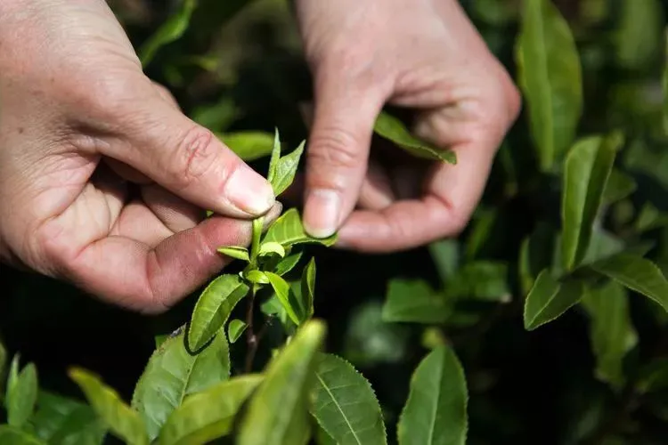 四大名茶_产于福建的名茶是_名茶小镇