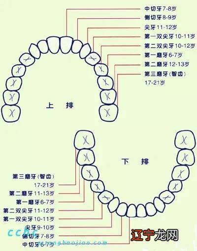 儿童换牙怎么办有哪些？家长与孩子么都需要注意的事项