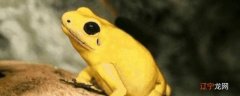 金色的青蛙是什么品种